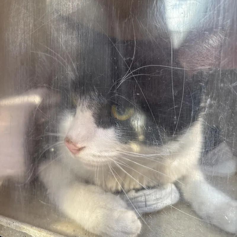 An adult large-sized male Black Domestic Short Hair cat named Boxer for adoption in Philadelphia, PA