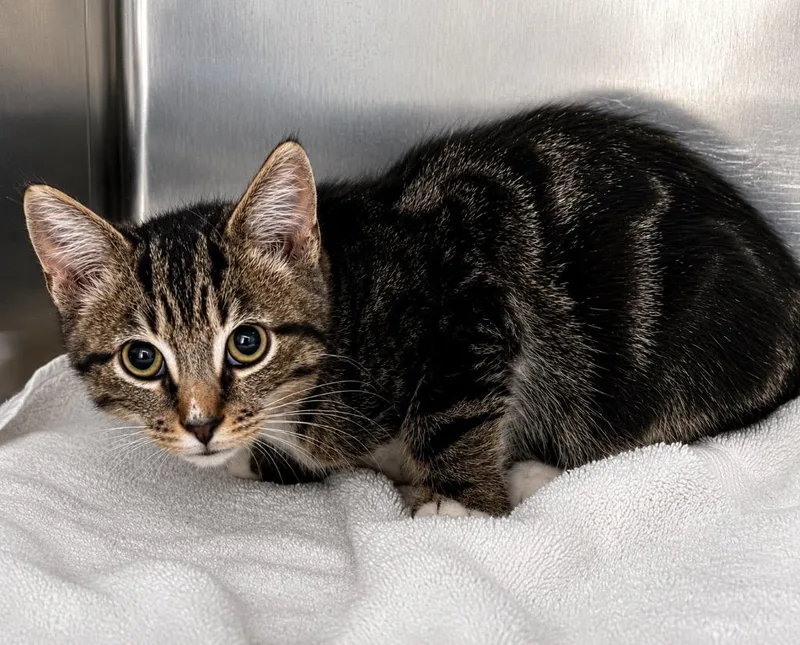 A baby small-sized male Domestic Short Hair cat named Sandy for adoption in Labelle, FL