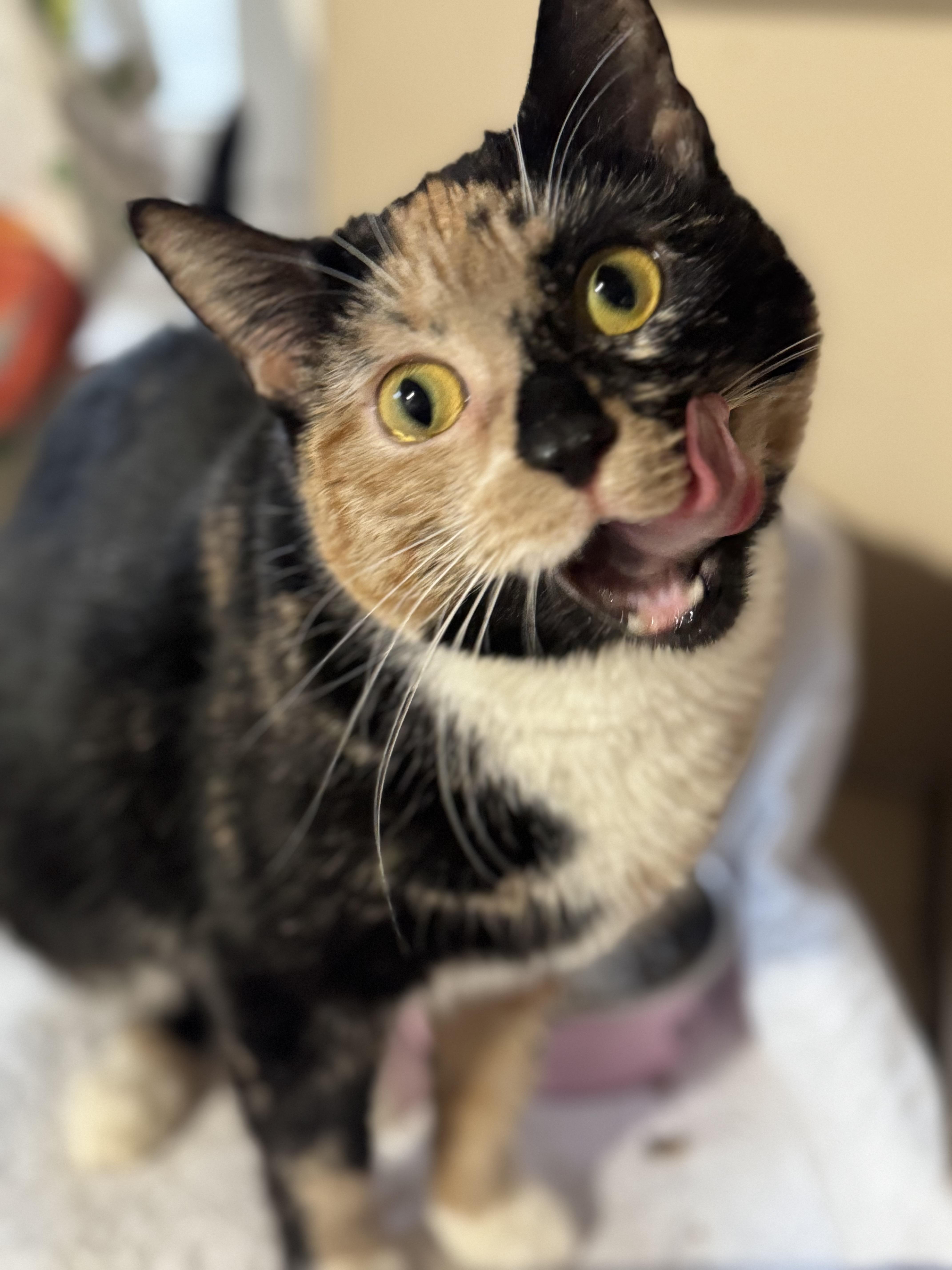 A young medium-sized female Calico Domestic Short Hair cat named Poppy for adoption in New York, NY