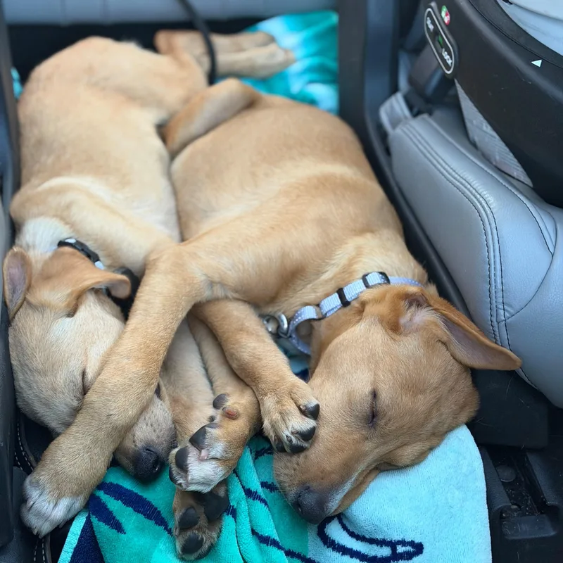 A baby large-sized male Apricot / Beige Labrador Retriever dog named Matt for adoption in Baldwin, MD