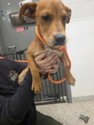 A baby small-sized female Terrier dog named Angelica for adoption in Gastonia, NC