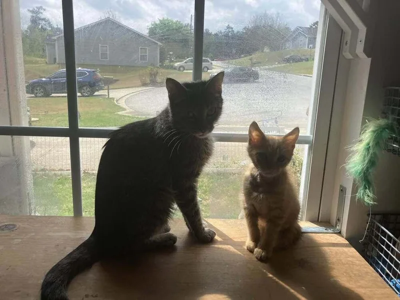 Mamma Mia thumbnail 2