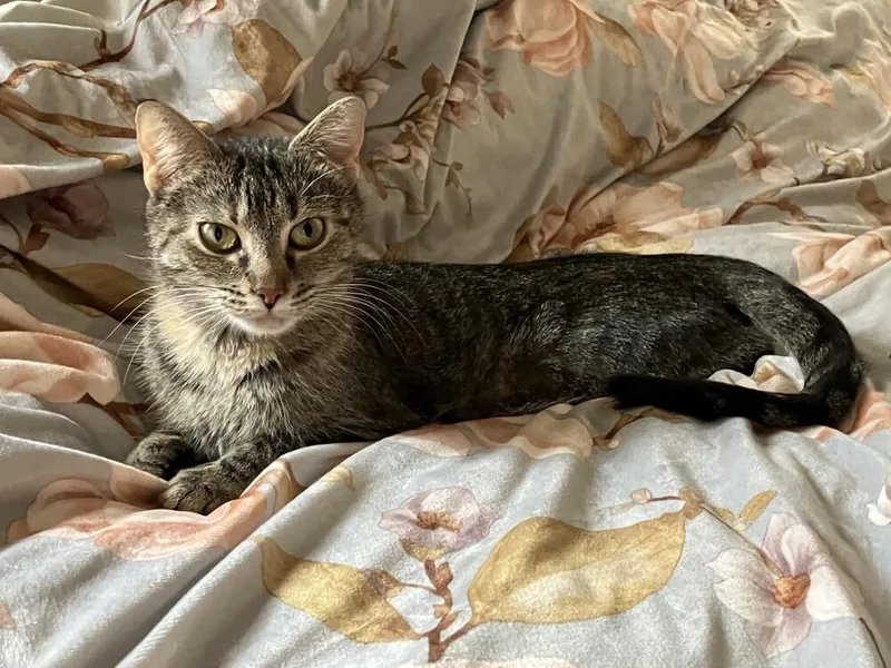 Mamma Mia thumbnail 3