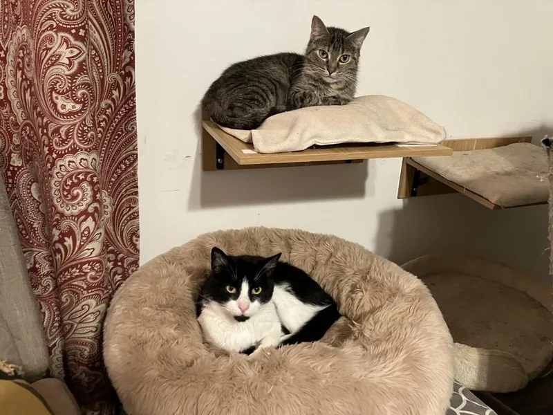 Mamma Mia thumbnail 4