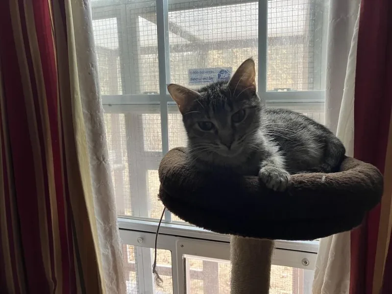 Mamma Mia thumbnail 5