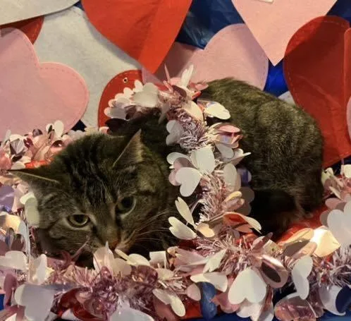 Mamma Mia thumbnail 6