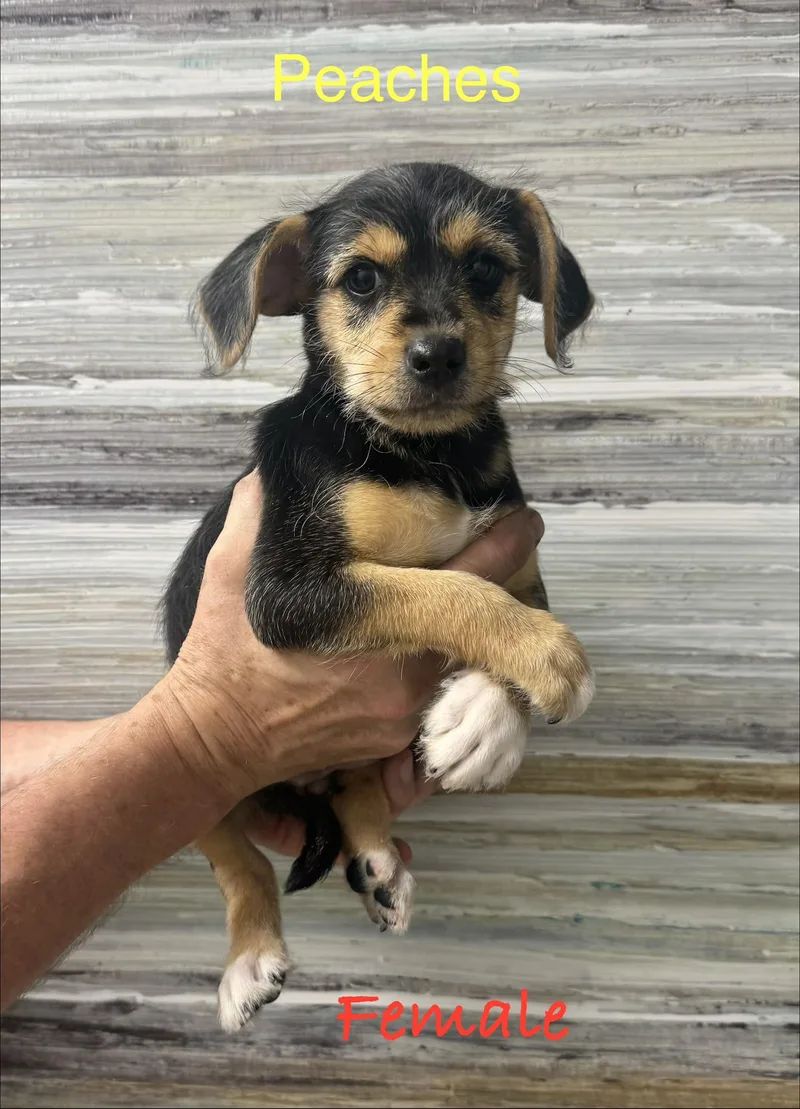 A baby small-sized female Tricolor (Brown, Black, & White) Wirehaired Terrier dog named Peaches for adoption in Kings Mountain, NC