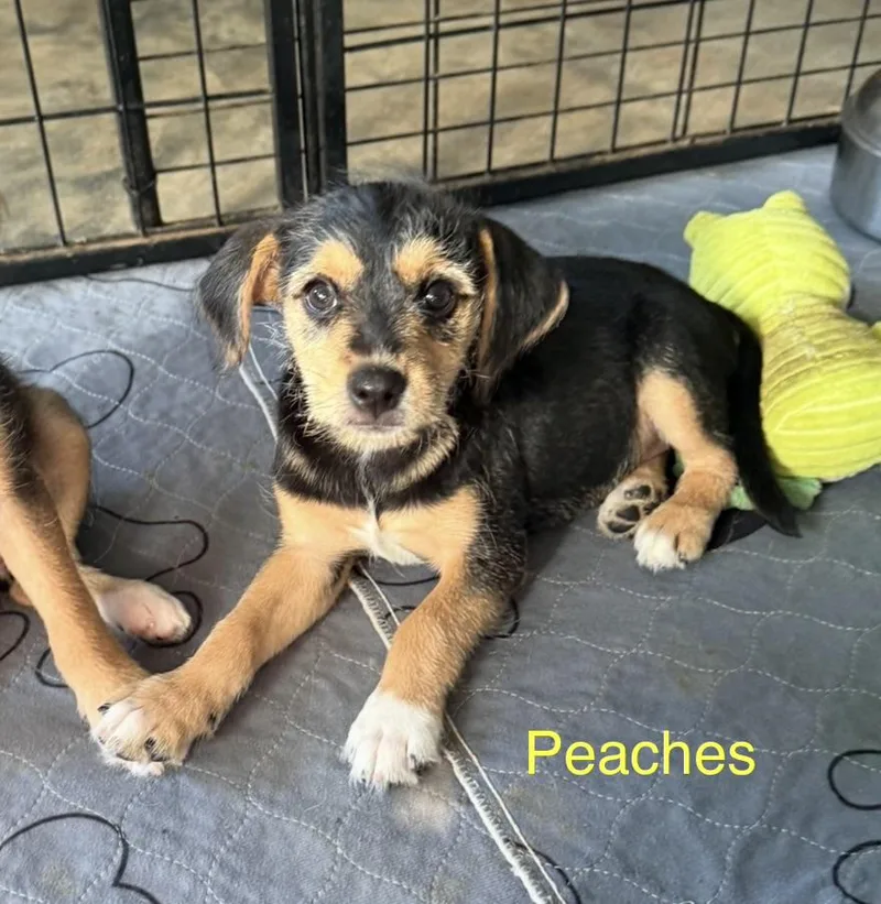 Peaches thumbnail 4