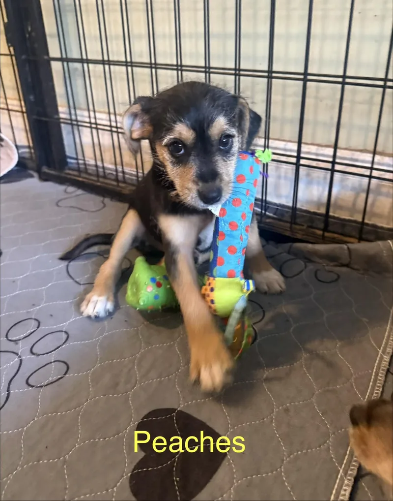 Peaches thumbnail 5