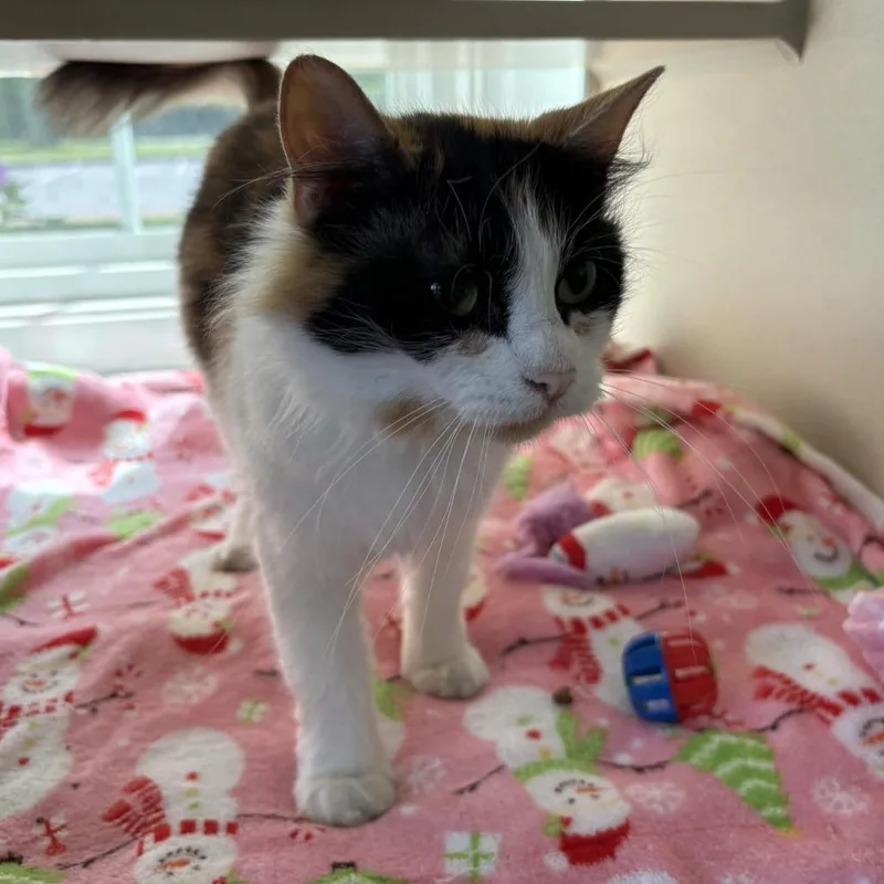 An adult medium-sized female Calico Domestic Medium Hair cat named Mosquito Bait for adoption in Gloucester, VA