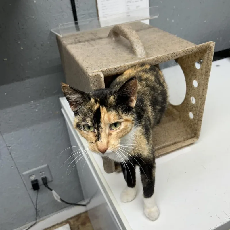 An adult medium-sized female Calico Domestic Short Hair cat named Aris for adoption in Houston, TX
