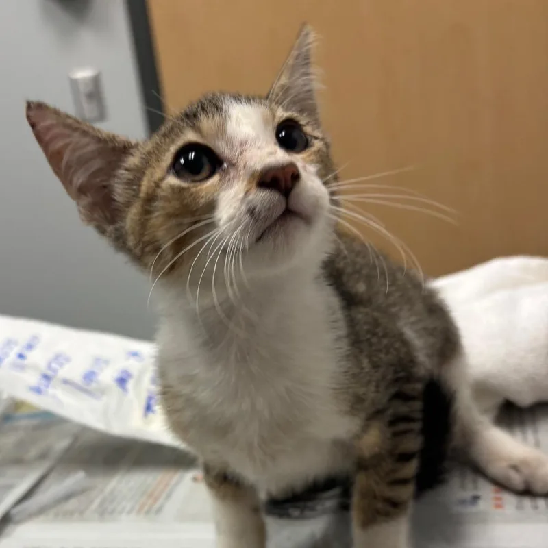 A baby small-sized male Domestic Short Hair cat named Florio for adoption in Jacksonville, FL