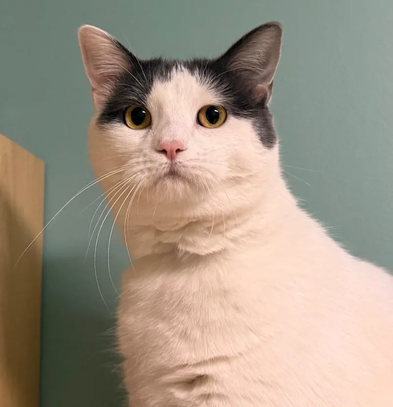 An adult extra large-sized female White Domestic Short Hair cat named Aggie for adoption in Amery, WI