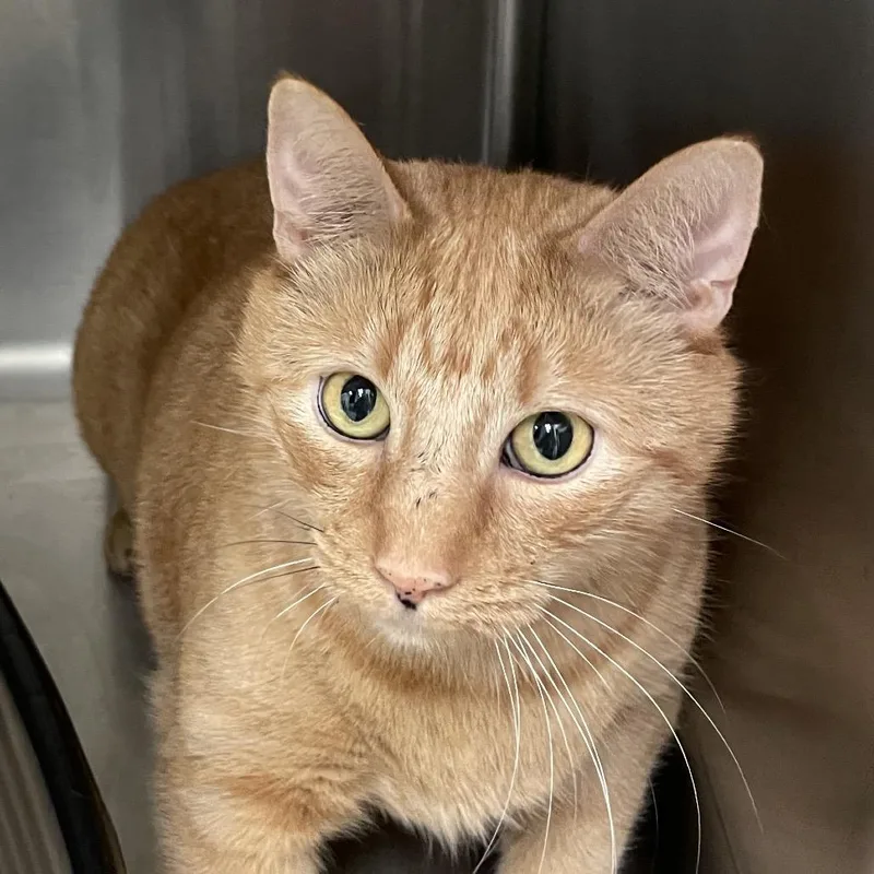 A senior extra large-sized male Orange / Red Domestic Short Hair cat named Cheese Its for adoption in Enfield, NH