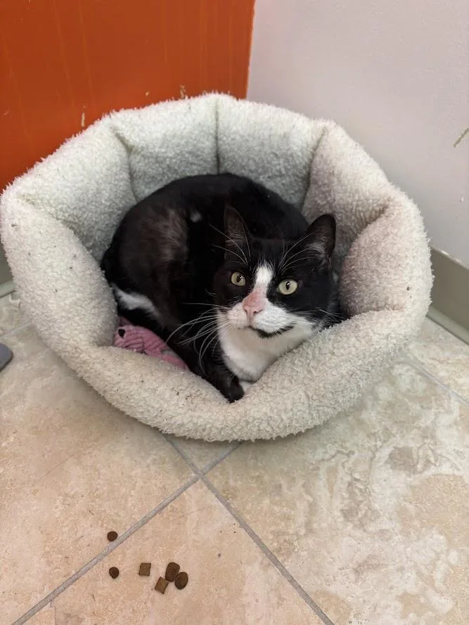 An adult large-sized female Black & White / Tuxedo Domestic Short Hair cat named Pixie for adoption in The Colony, TX