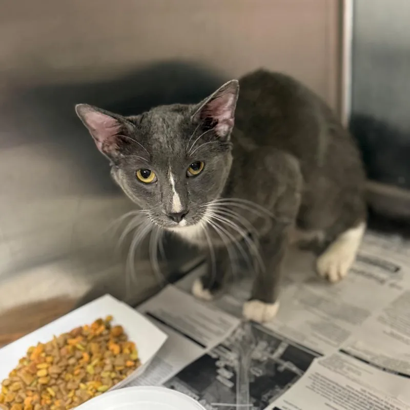 An adult medium-sized male Gray / Blue / Silver Domestic Short Hair cat named Ryan for adoption in Pauls Valley, OK