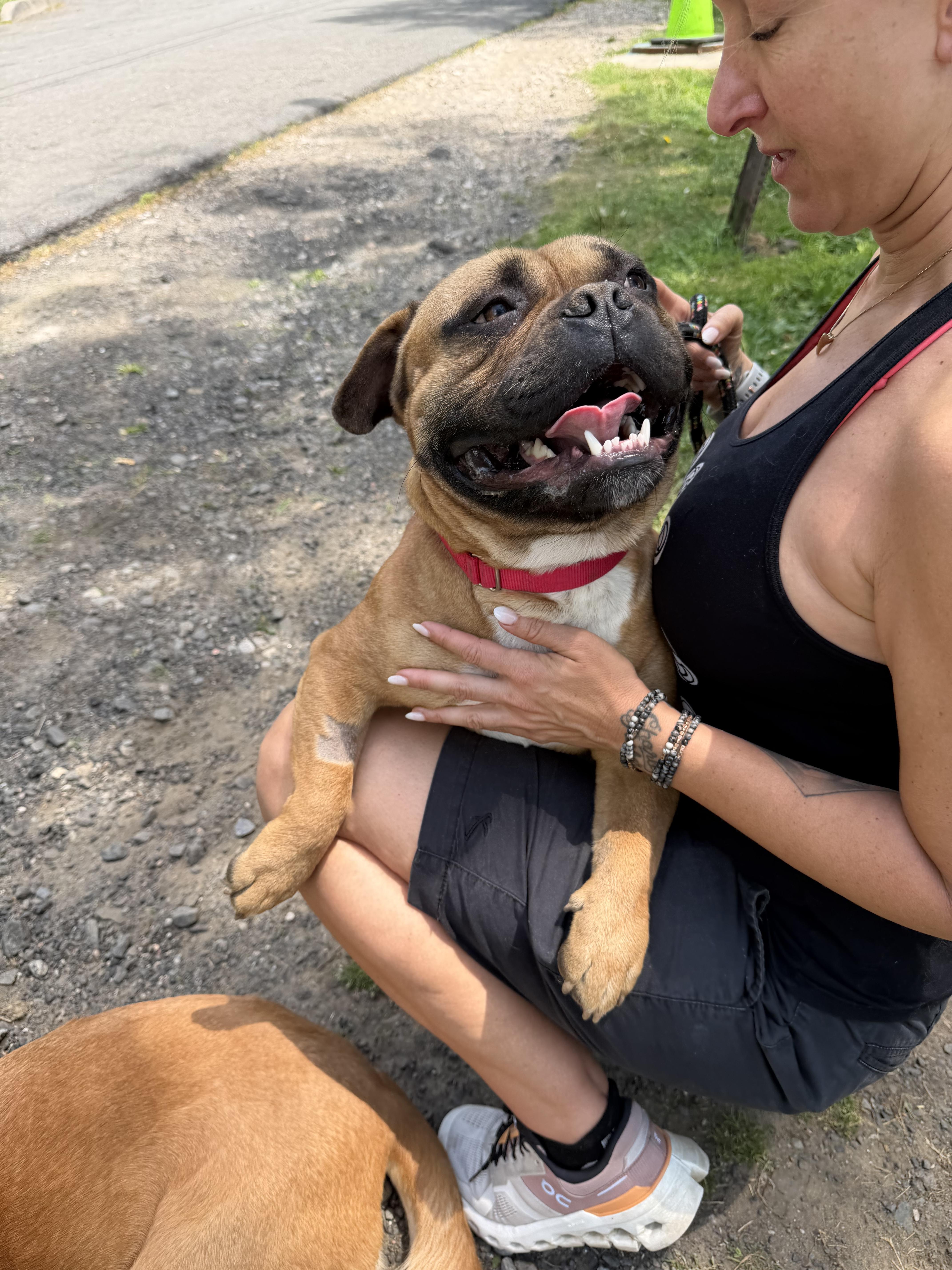 A young medium-sized male American Bully dog named Tarzan for adoption in Mahwah, NJ