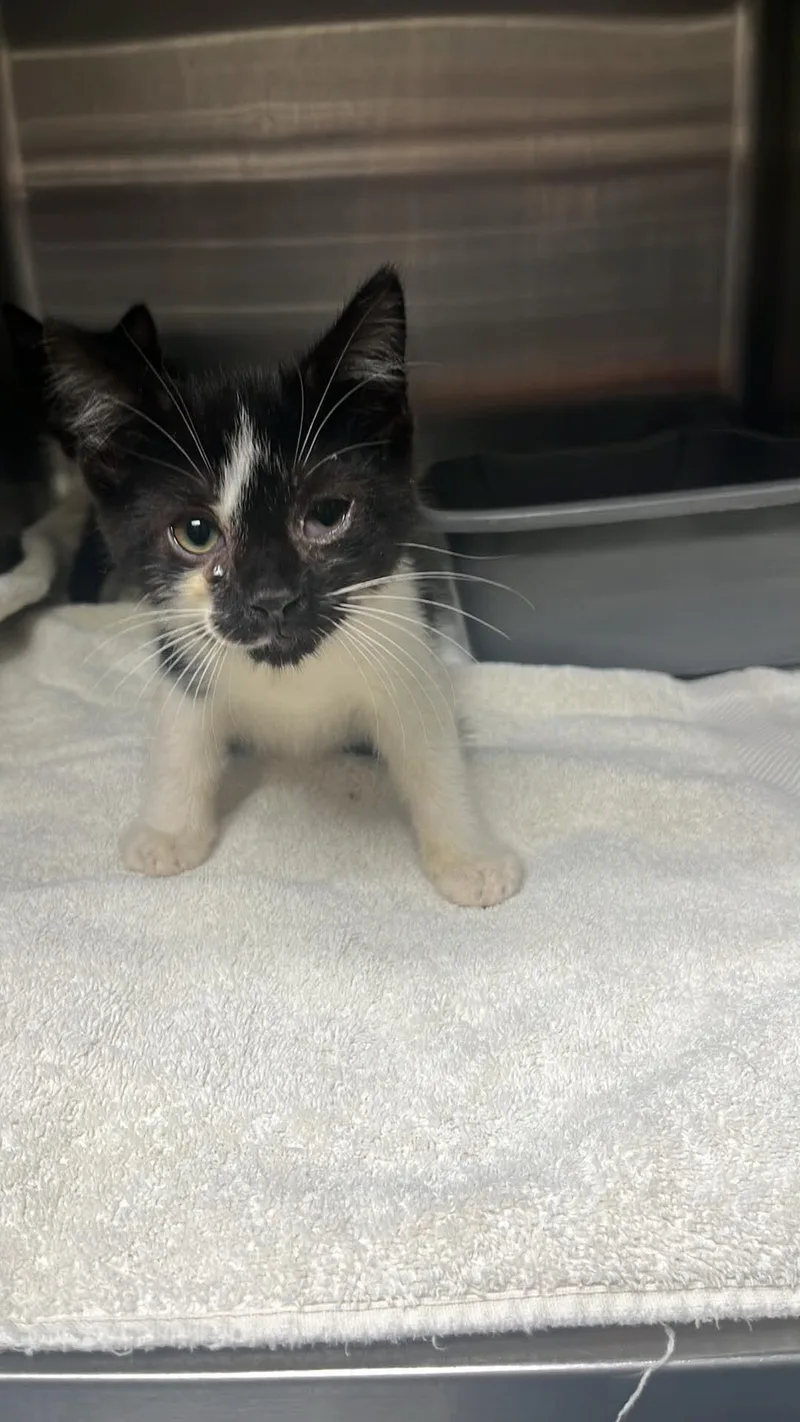 A young medium-sized female Black Domestic Short Hair cat named Unknown for adoption in Burgaw, NC