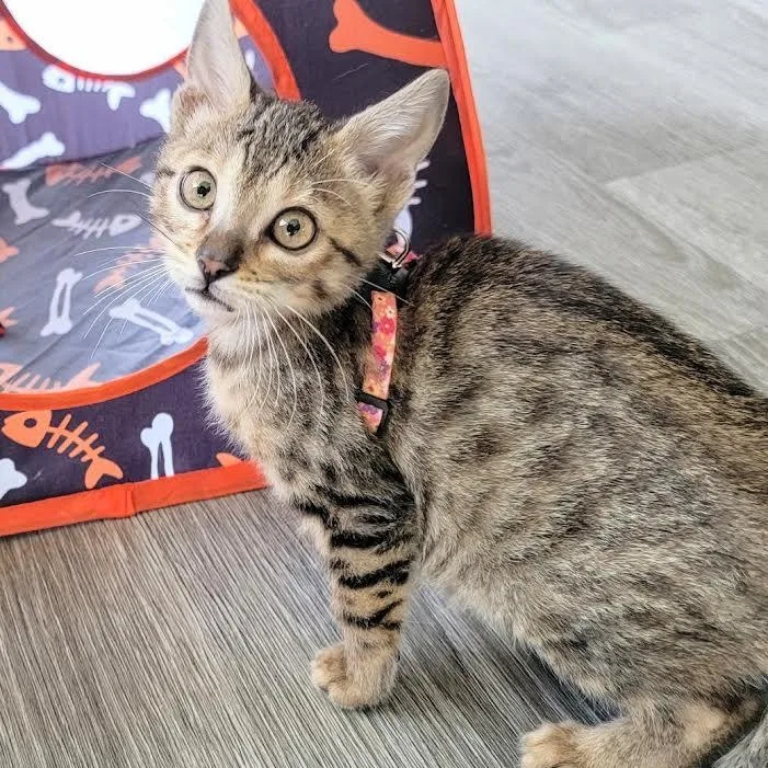 A baby small-sized female Black Domestic Short Hair cat named Roxie Holmlund for adoption in Morrison, CO