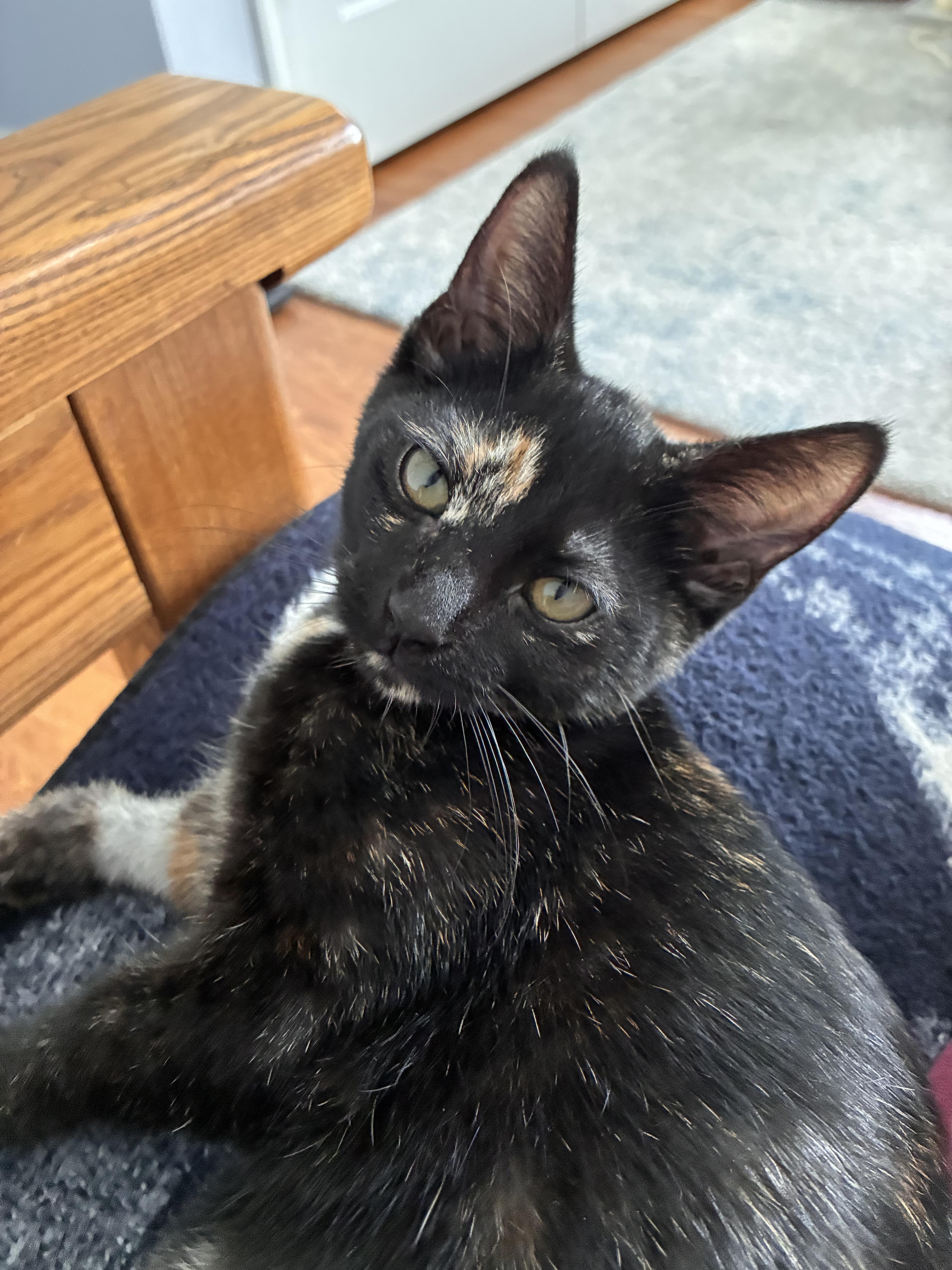 A baby medium-sized female Tortoiseshell Domestic Short Hair cat named Warrior Cat Spottedleaf for adoption in Leesburg, VA