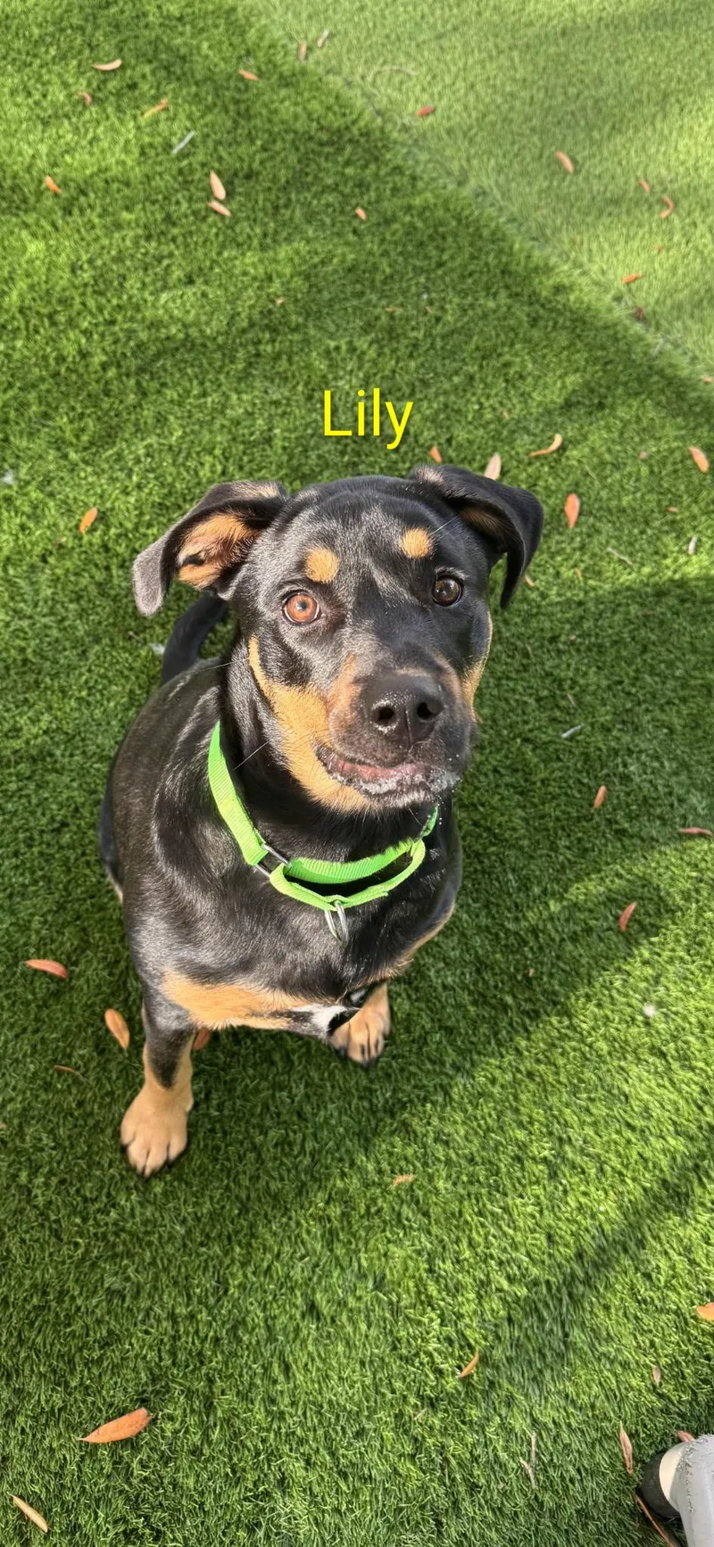 An adult medium-sized female Retriever dog named Lilly for adoption in Pawleys Island, SC