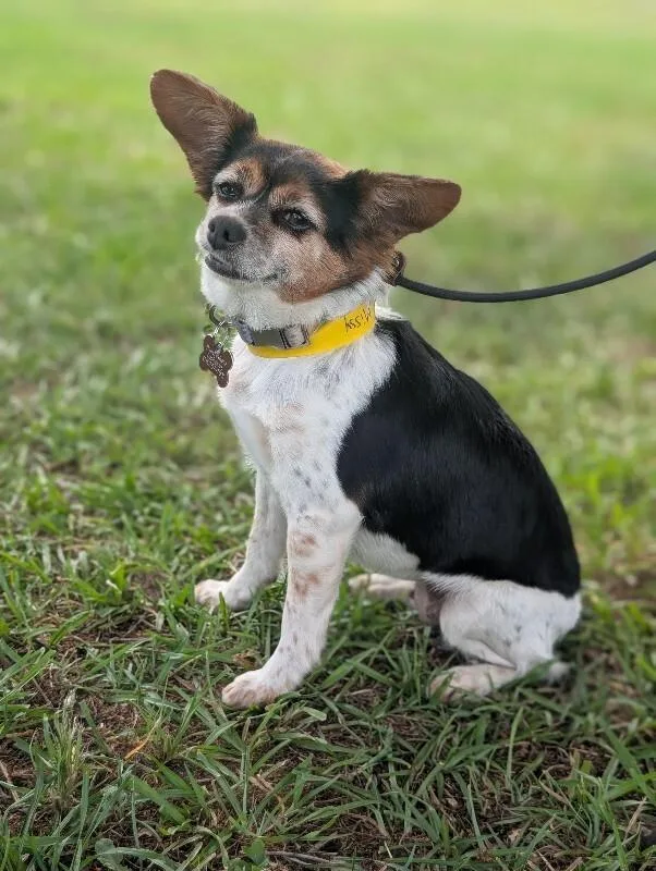 A senior small-sized female Tricolor (Brown, Black, & White) Chihuahua dog named Missy for adoption in Aiken, SC