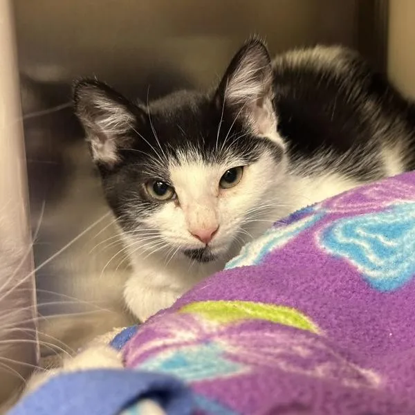 A baby small-sized female Domestic Short Hair cat named Starburst for adoption in Walnut Creek, CA