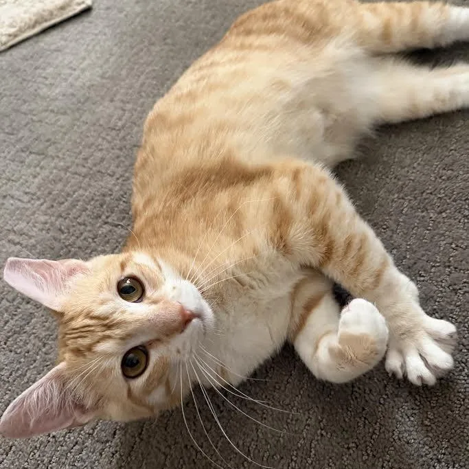 A baby medium-sized male Tabby (Orange / Red) Domestic Short Hair cat named Domino Bell for adoption in Morrison, CO