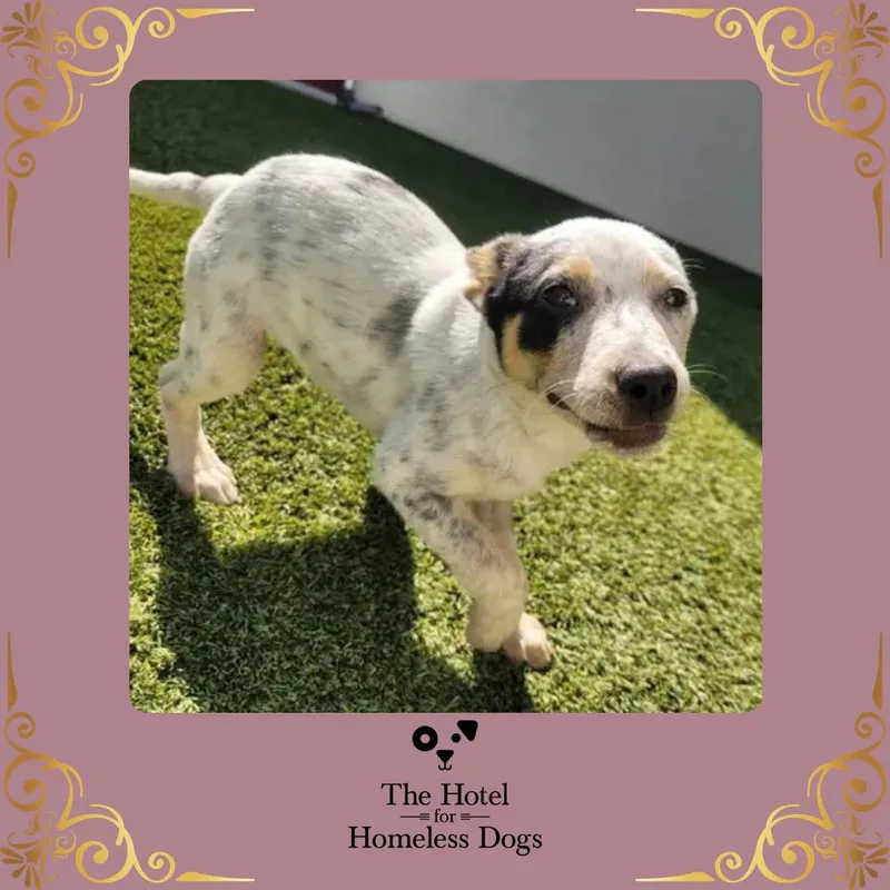 A baby medium-sized female White / Cream Cattle Dog dog named Lego for adoption in Cumberland, RI