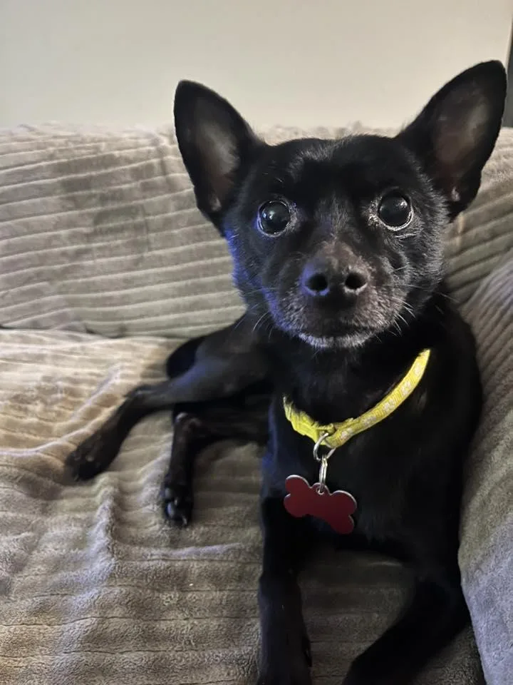 An adult small-sized male Black Chihuahua dog named Harley for adoption in Covington, WA