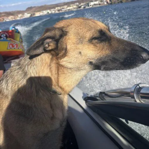An adult large-sized female German Shepherd Dog dog named Lulu for adoption in San Juan Capistrano, CA