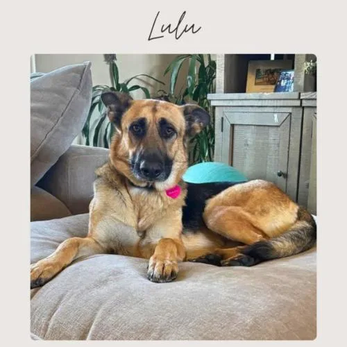 Lulu thumbnail 2