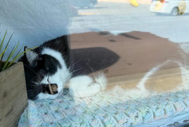 An adult medium-sized female Black Domestic Short Hair cat named Poppi for adoption in Windom, MN