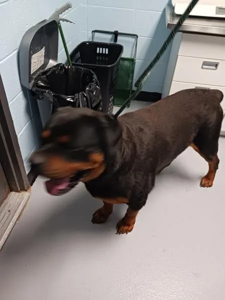 An adult extra large-sized male Rottweiler dog named Pen for adoption in Lawrenceville, GA