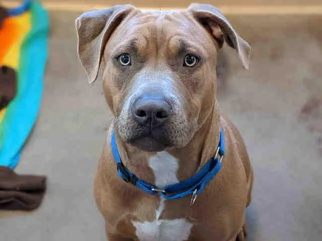 An adult medium-sized male Mixed Breed dog named Everest for adoption in Santa Fe, NM