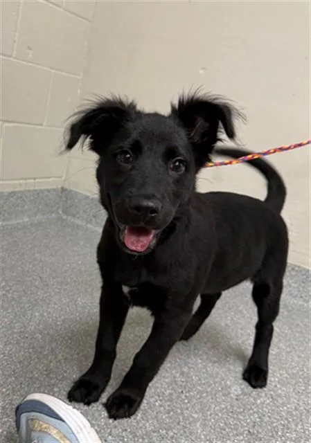 A baby small-sized female Flat-Coated Retriever dog named A for adoption in Pasadena, TX
