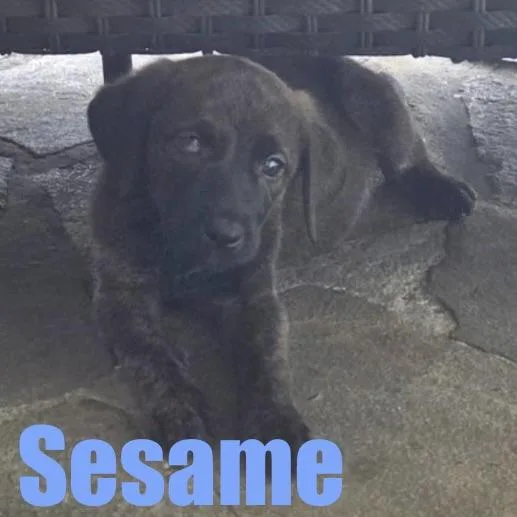 Sesame thumbnail 2