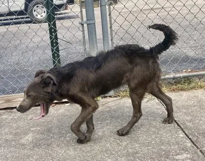 Georgia