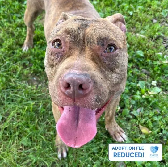 A young medium-sized female Brindle Pit Bull Terrier dog named Toaster Strudel for adoption in Naperville, IL