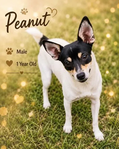 Peanut
