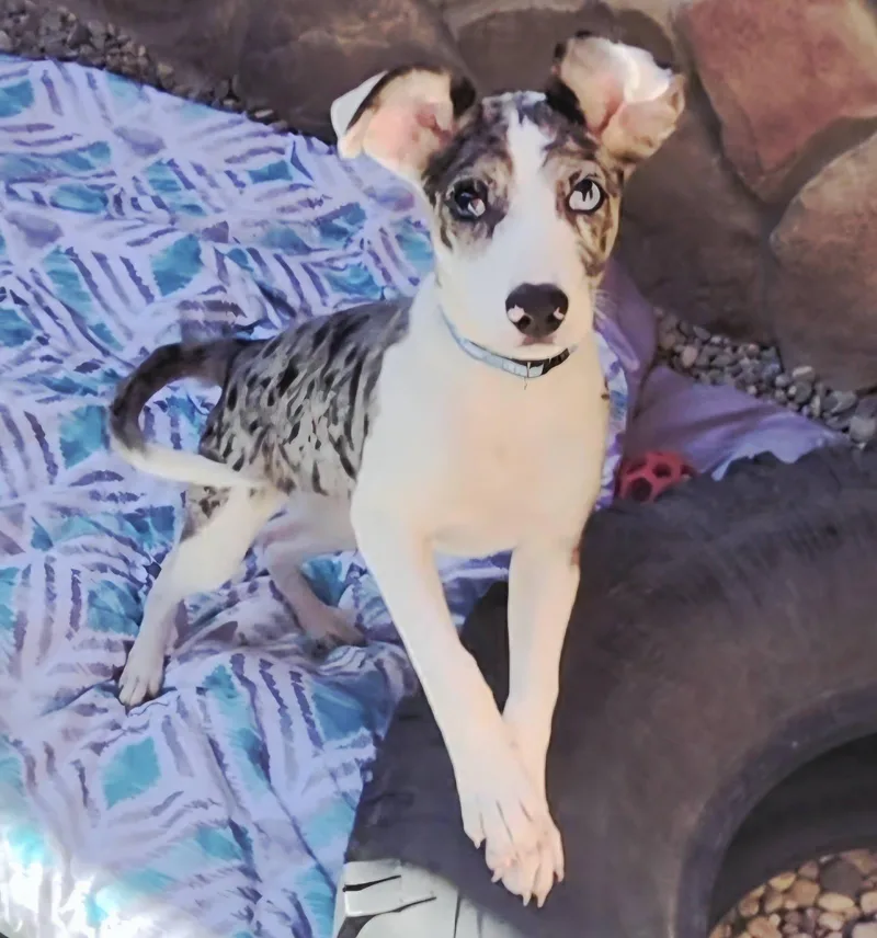 A baby medium-sized female Australian Shepherd dog named Lasagna for adoption in Sterling Heights, MI