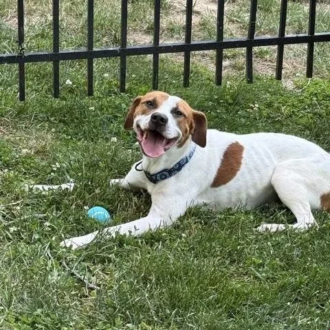 A young medium-sized male Apricot / Beige Beagle dog named Bucky for adoption in Wayne, NJ