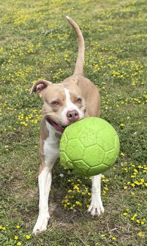 An adult medium-sized female Pit Bull Terrier dog named Violet for adoption in Virginia Beach, VA