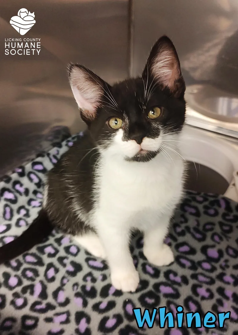 A baby medium-sized male Domestic Short Hair cat named Whiner for adoption in Heath, OH