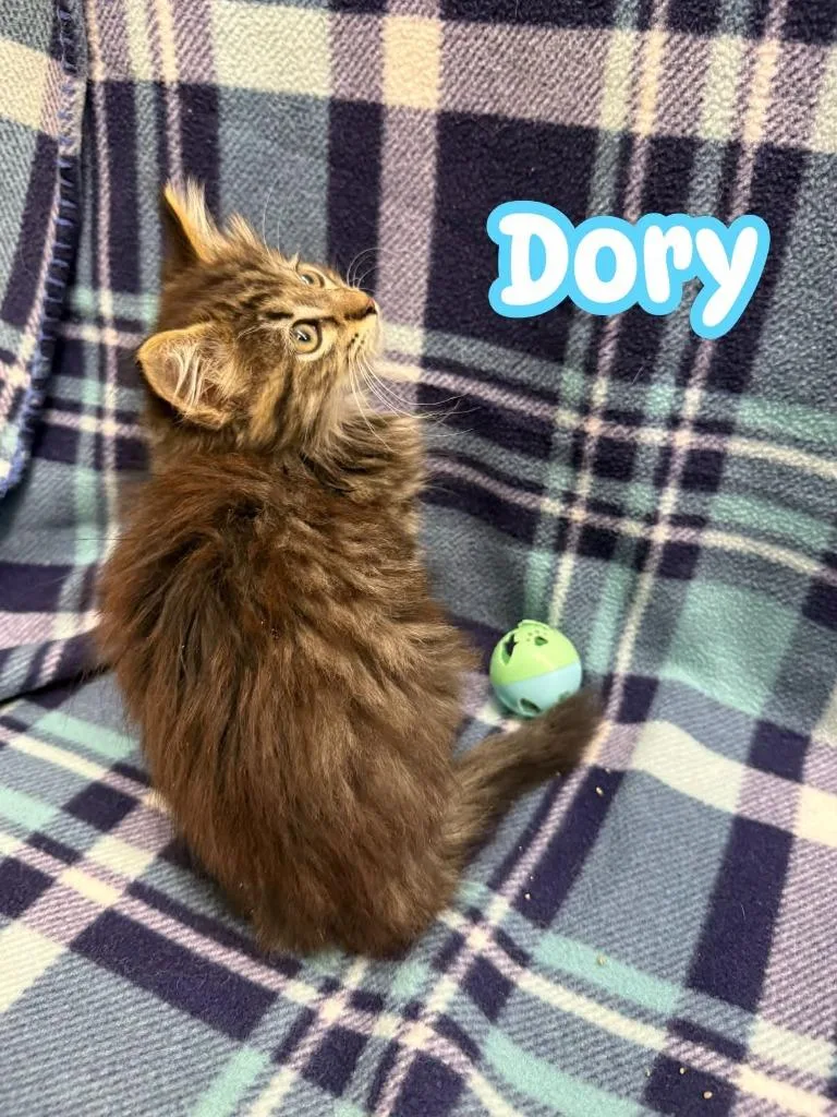 Dory