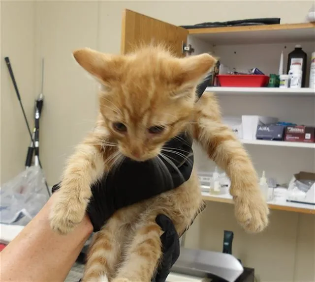 A baby small-sized male Domestic Medium Hair cat named Van Winkle for adoption in Santa Rosa, CA