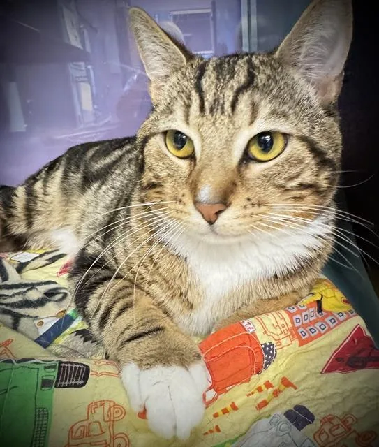An adult large-sized male Domestic Short Hair cat named John Muir for adoption in Santa Cruz, CA