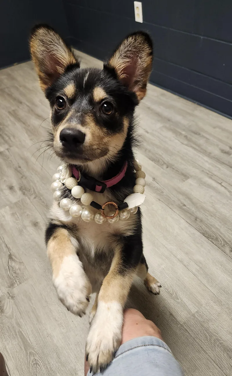 A baby medium-sized female Corgi dog named Refrigerator for adoption in Mansfield, OH