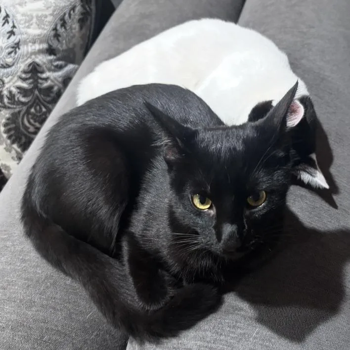 A young small-sized male Black Domestic Short Hair cat named Sogo for adoption in Los Angeles, CA