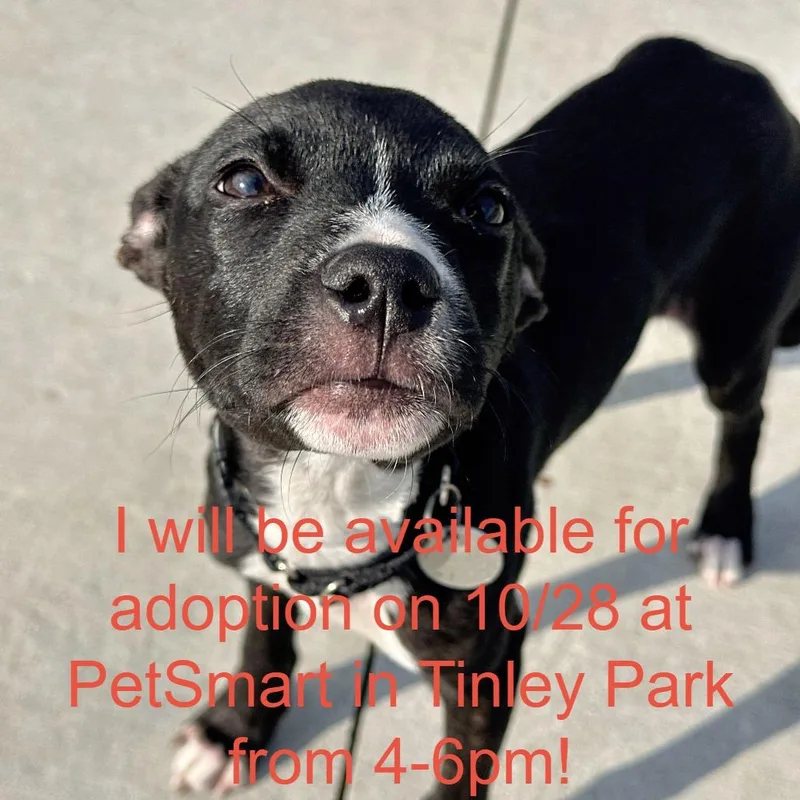 A baby medium-sized female Pit Bull Terrier dog named Milagra for adoption in Matteson, IL